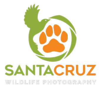 Santa Cruz Wildlife Photography